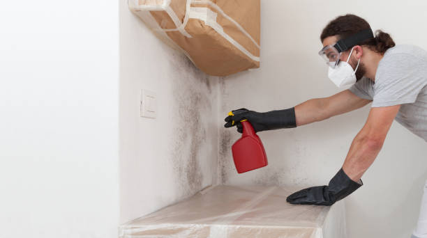 Professional Basement Mold Remediation technician working in Philipsburg, PA